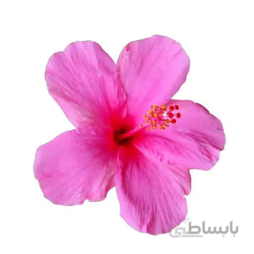 بذر گل ختمی ژاپنی صورتی