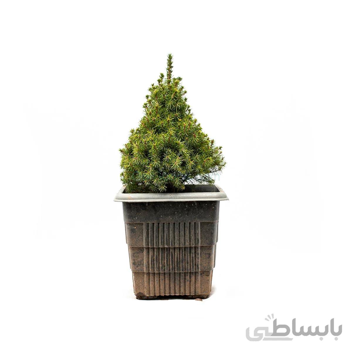 درختچه کاج کونیکا | سایز متوسط