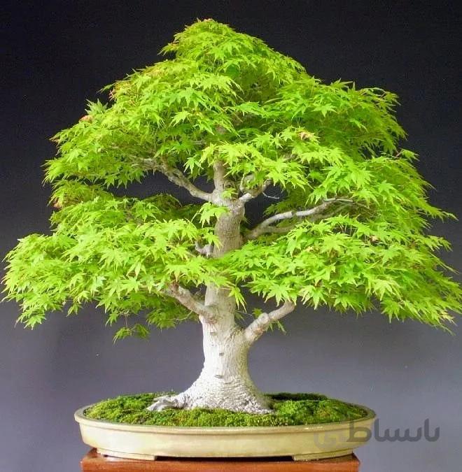 بذر بونسای افرا سبز ( جنگلی ) نایاب