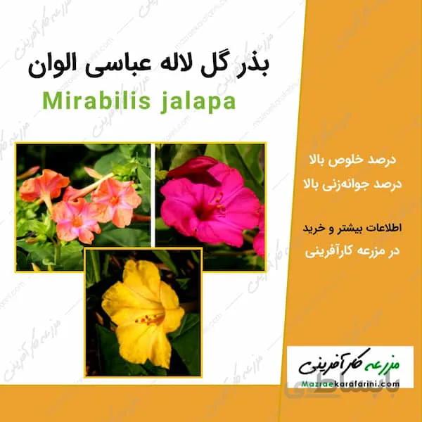 بذر گل لاله عباسی الوان
