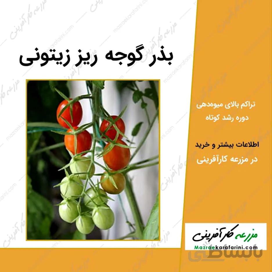 بذر گوجه ریز زیتونی (گوجه انگوری)