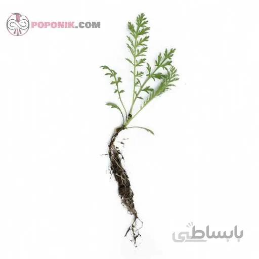نشاء خلنگ