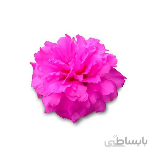 بذر گل ناز آفتابی ارغوانی