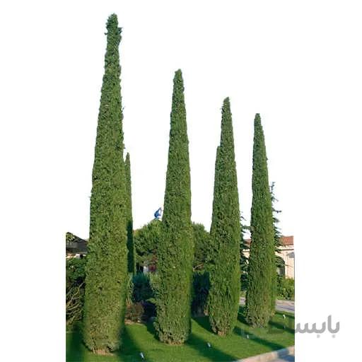 بذر درخت سرو شیراز
