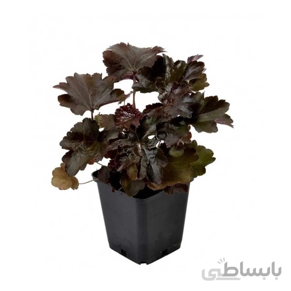 بذر گل برگ پنجه ای بنفش یا هوچرا