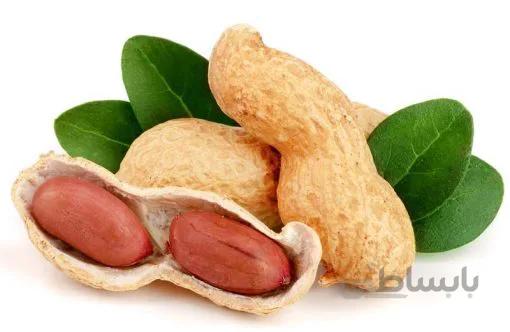 بذر بادام زمینی درشت ترکیه ای بسته 10 عددی