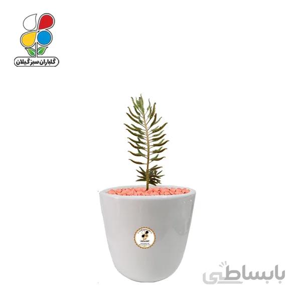 گیاه طبیعی کاکتوس اشک زلیخا کوچک گلباران