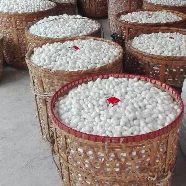 پک پیله ابریشم 500عددی