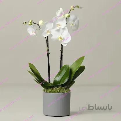 گل ارکیده دو شاخه ORK04