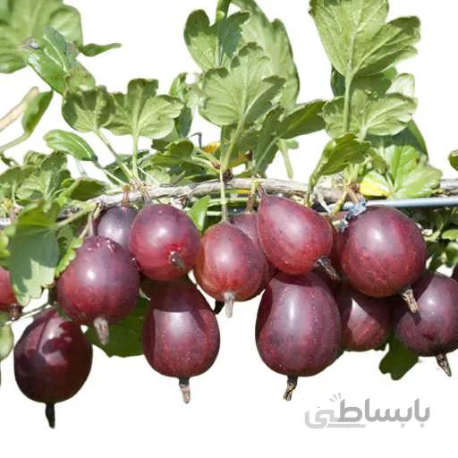 بذر گوس بری بنفش