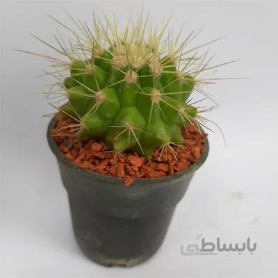 کاکتوس گروزنی خارطلایی