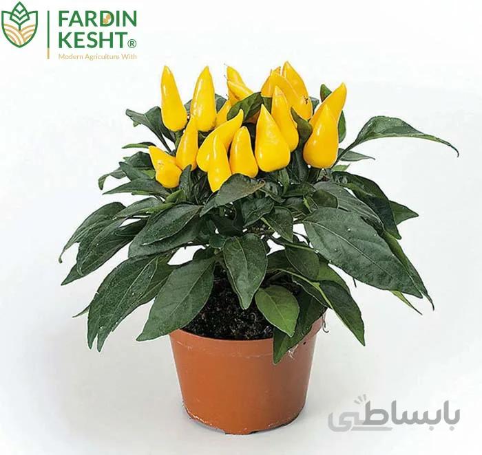 بذر فلفل زرد پاکوتاه گلدانی پربار روسی بسته 10 عددی