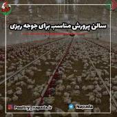 سالن پرورش مناسب برای جوجه ریزی