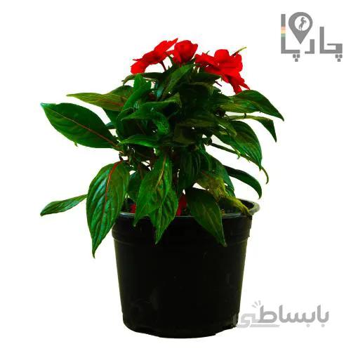 گل حنا (گل بی قرار)