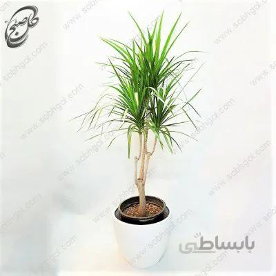 سفارش گل آنلاین – دراسنا پرچمی طرح D-024 (ارسال گل رایگان)