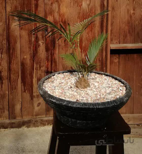 تراریوم دربسته