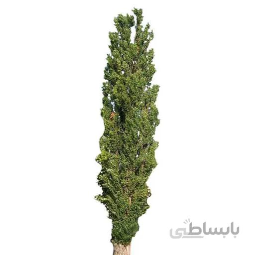 بذر درخت تبریزی