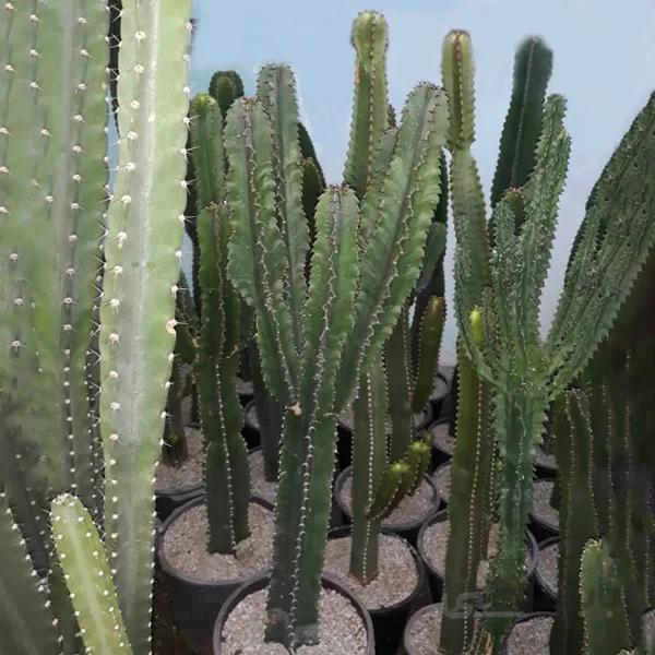 کاکتوس بزرگ افوربیا تریگونا (90 سانتی‌متر)