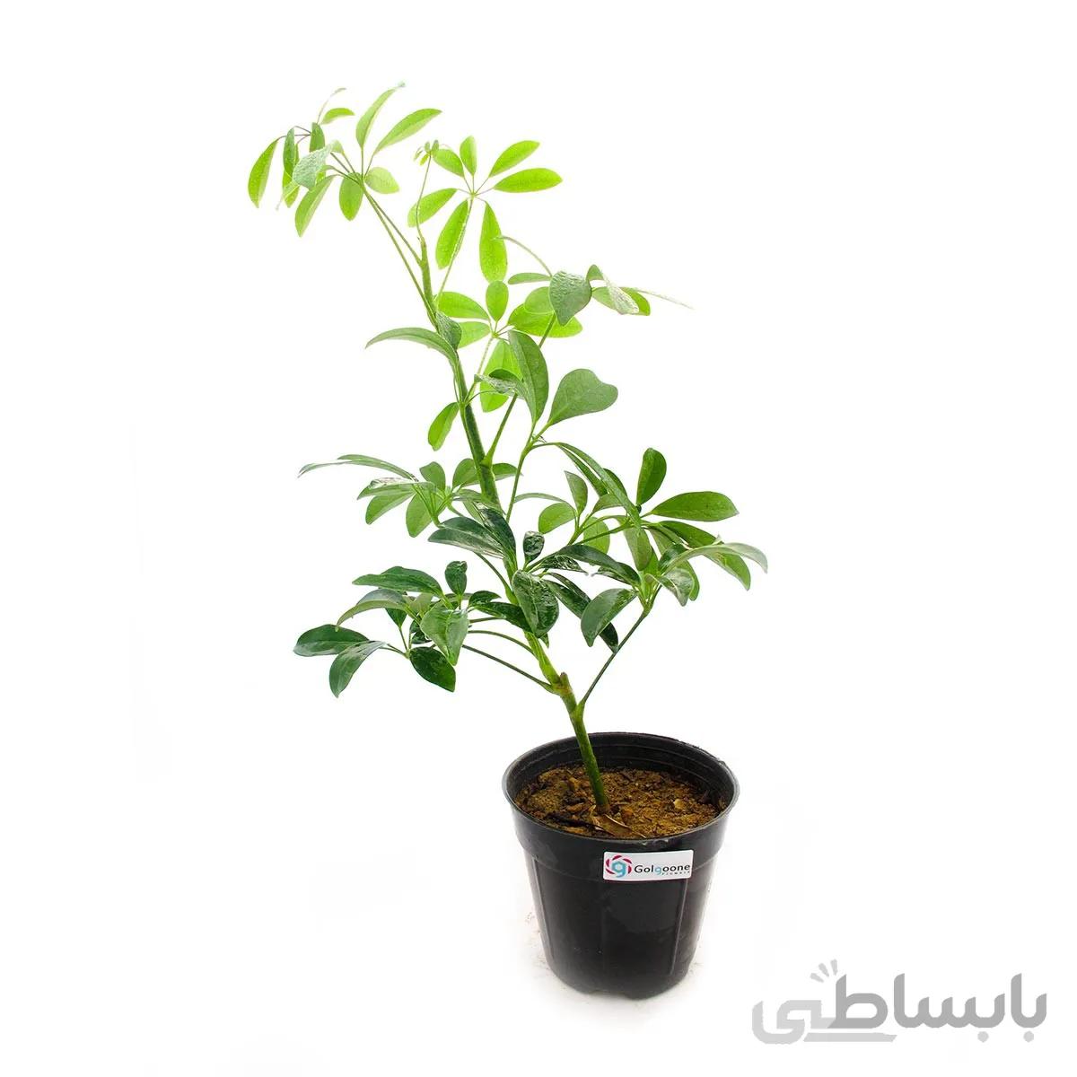 گیاه آپارتمانی شفلرا سبز