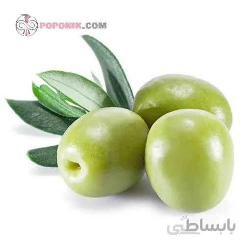 نهال زیتون کنسروالیا