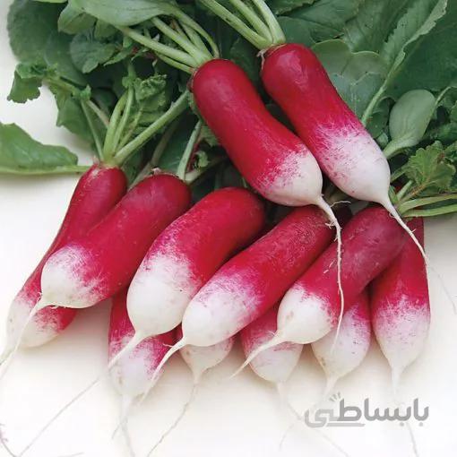 بذر تربچه دورنگ کشیده بسته 300 عددی
