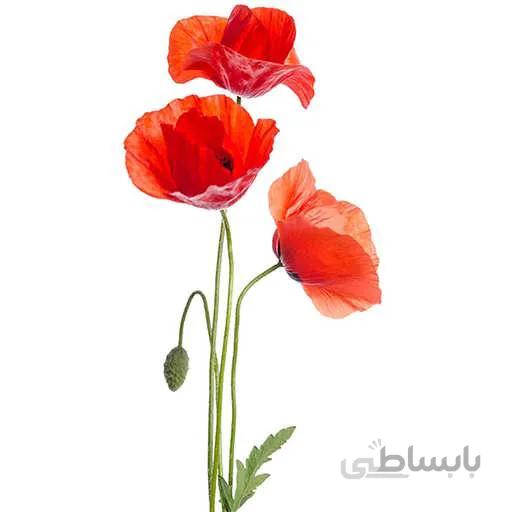 بذر گل شقایق کالیفرنیایی قرمز
