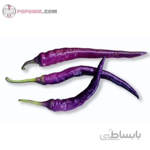 بذر فلفل قلمی تند بنفش