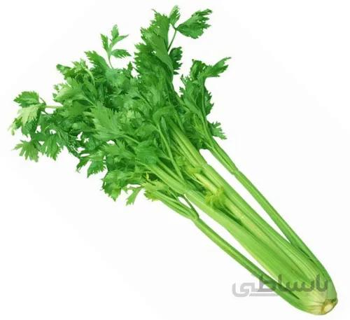بذر کرفس