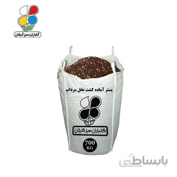 بستر آماده کشت نخل مرداب عمده 700 کیلویی