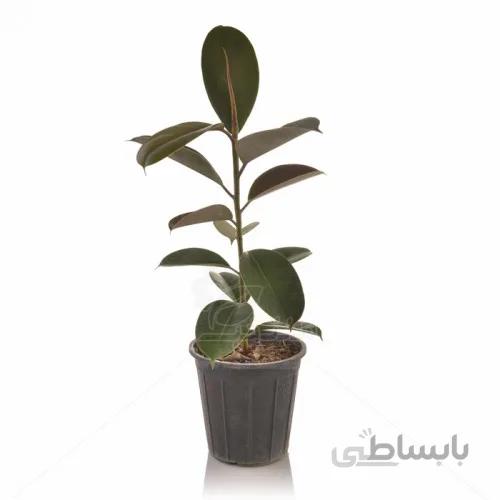 گیاه آپارتمانی فیکوس