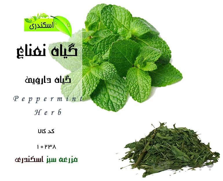 گیاه نعناع