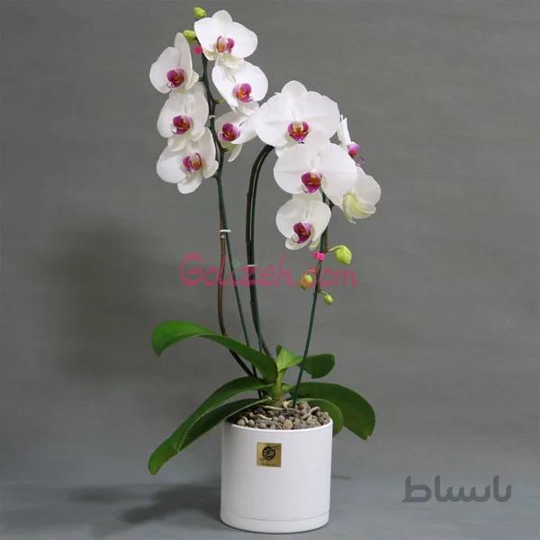 ارکیده سفید بنفش
