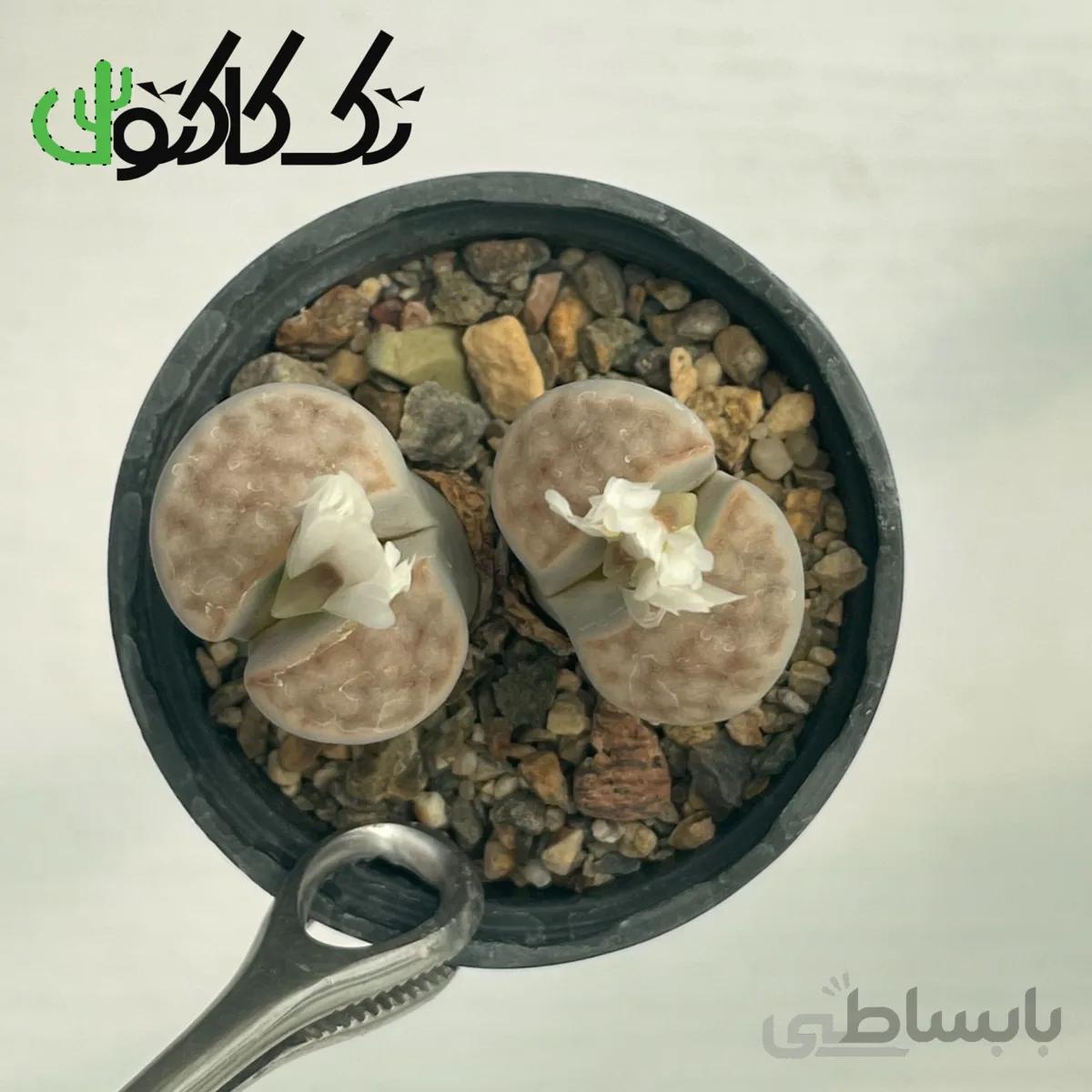 لیتوپس L0008065