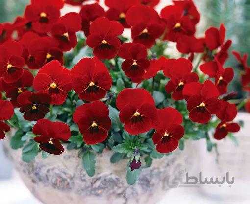 بذر گل بنفشه خوراکی تزئینی قرمز خالدار بسته 300 عددی