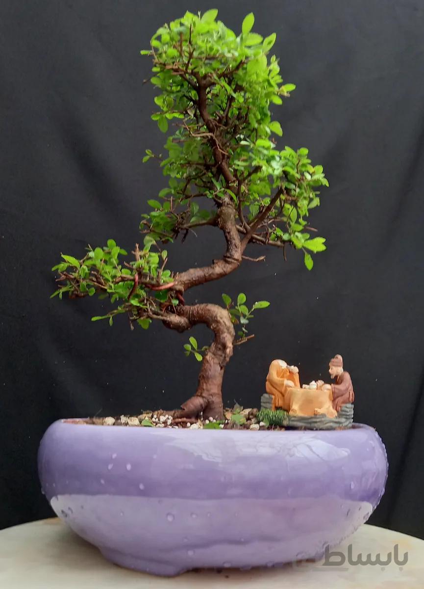 بنسای نارو هوکایدو ژاپنی ۱۸ ساله کلکسیونی ا Narvan bonsai