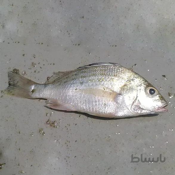 ماهی سنگسر