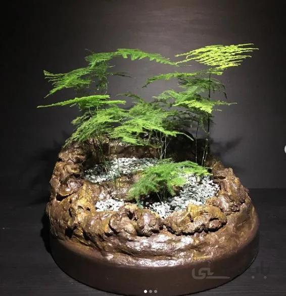 سازه جنگل مارچوبه ای