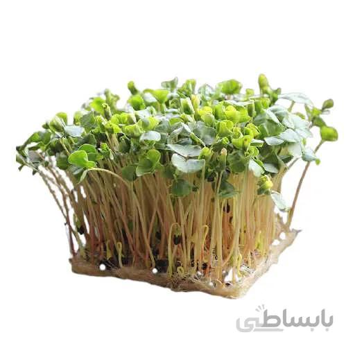 بذر میکروگرین گندم سیاه