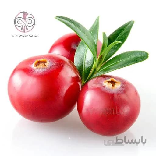 بذر کرن بری