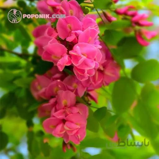 بذر درخت اقاقیا قرمز