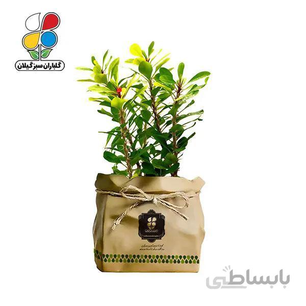 گیاه طبیعی مرجان هلندی گلباران سبز گیلان مدل GN12-32K