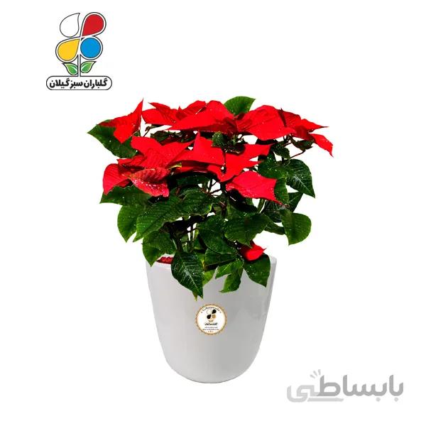 گیاه طبیعی بنت قنسول متوسط مدل GN12-23M