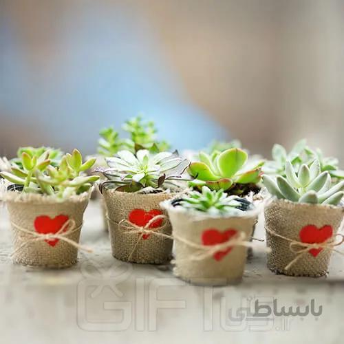 پک 9 عددی گل های ساکولنت