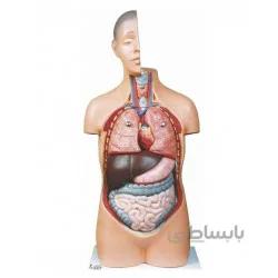 مدل (مولاژ) نیم تنه انسان ۱٫۲اندازه طبیعی