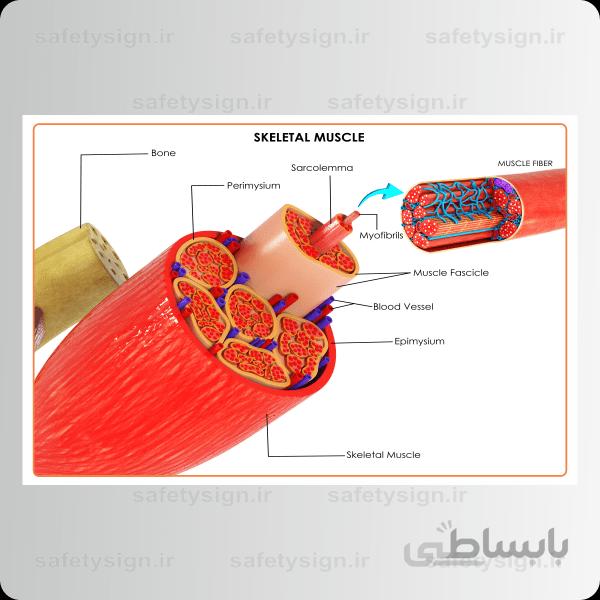 4615- آناتومی بدن – اجزاء ماهیچه ها