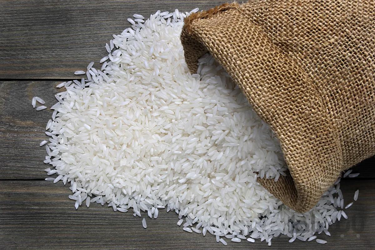 برنج کشت اول ارگانیک فریدونکنار