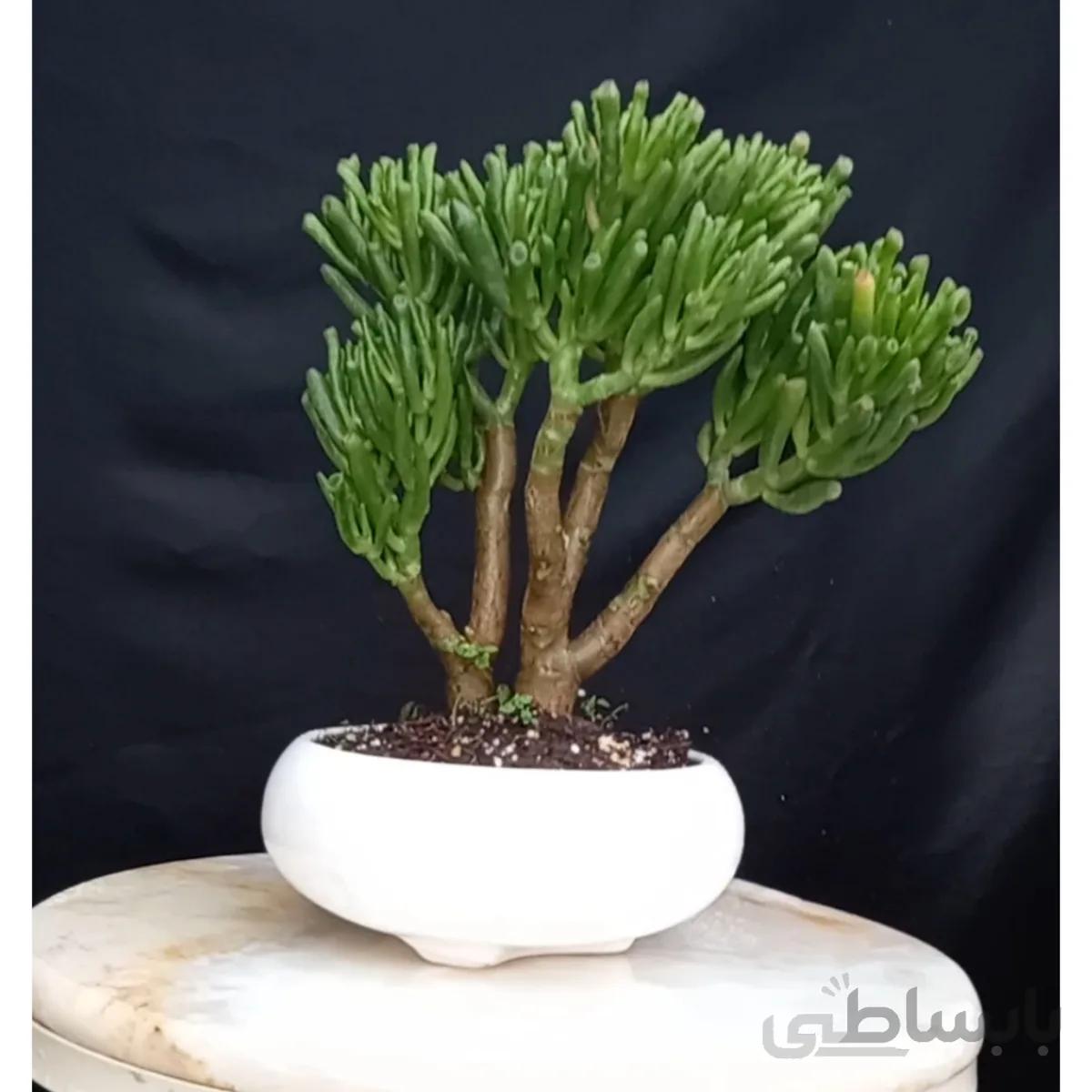 بونسای( بنسای) کراسولا گالوم ( سم اسبی) ا Cerssula argentea