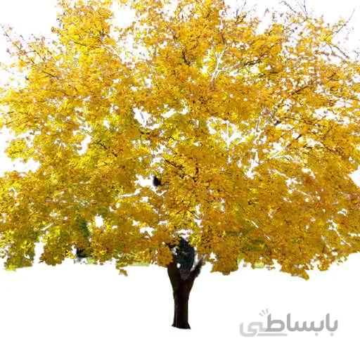 بذر درخت افرا زرد