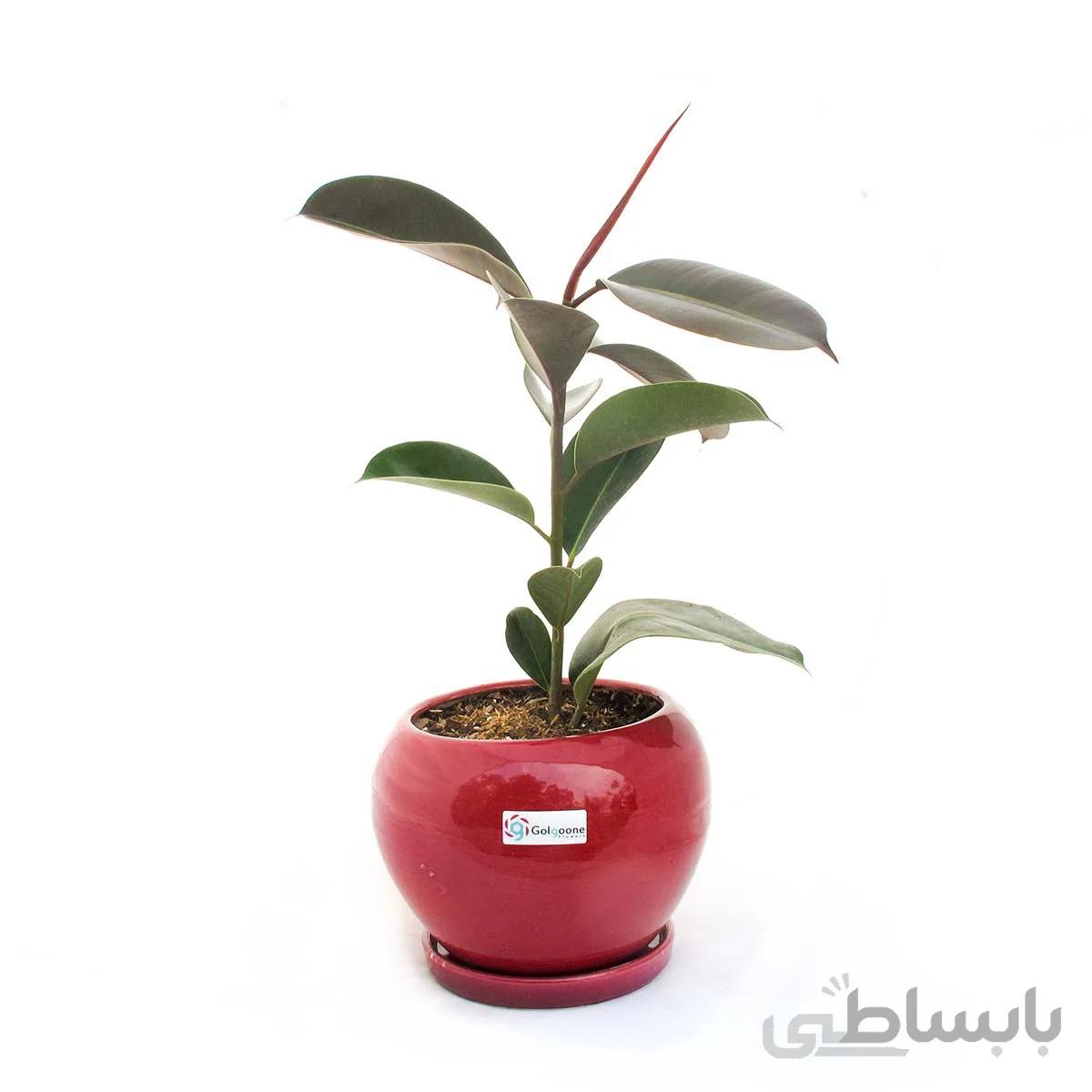 گیاه فیکوس به همراه گلدان سرامیکی