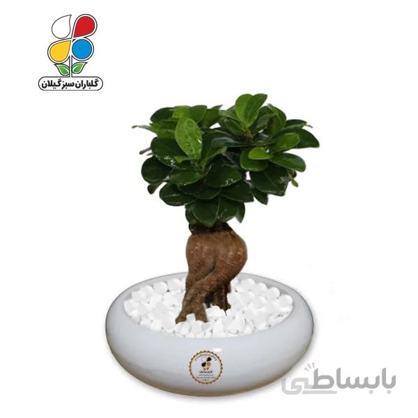 گیاه طبیعی بونسای فیکوس جینسینگ ، رتوزا مدل GNB1-FG1